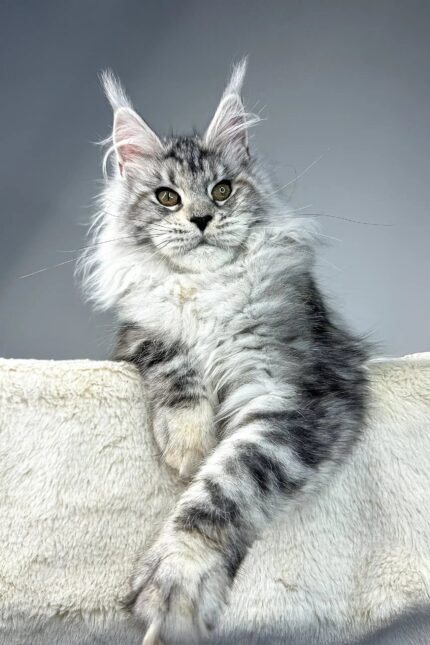 Pauline | Maine Coon Kitten