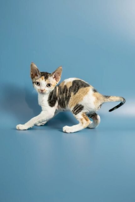 Peppi | Devon Rex Kitten