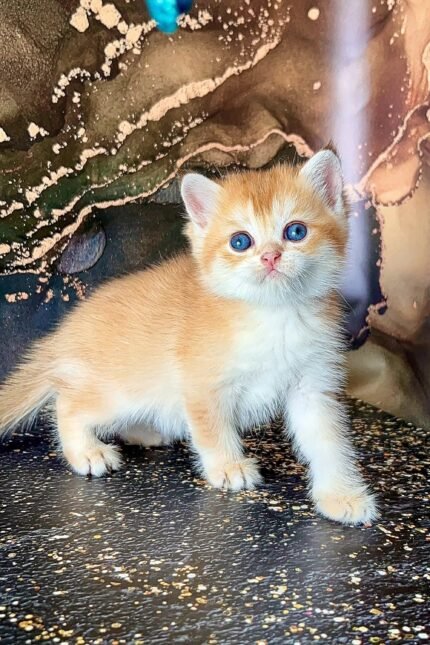 Pers | Scottish Straight Kitten