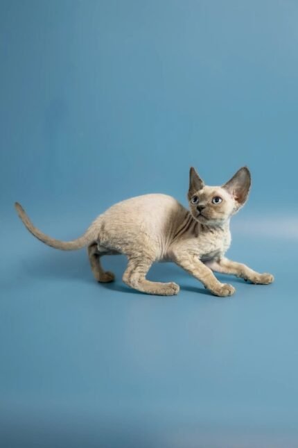 Peter | Devon Rex Kitten