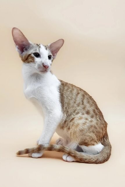 Peter | Oriental Shorthair Kitten