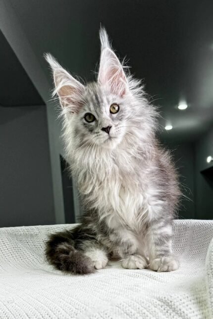 Pfeiffer | Maine Coon Kitten