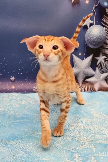 Phoenix | Oriental Shorthair Kitten
