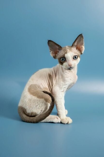 Pluton | Devon Rex Kitten
