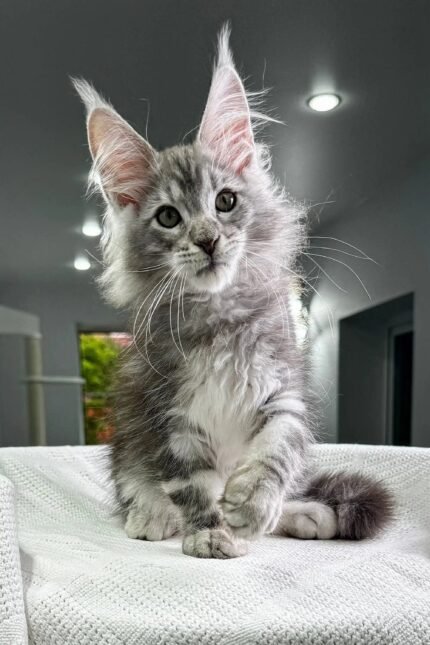 Poker | Maine Coon Kitten