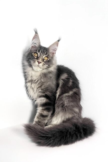 Polly | Maine Coon Kitten