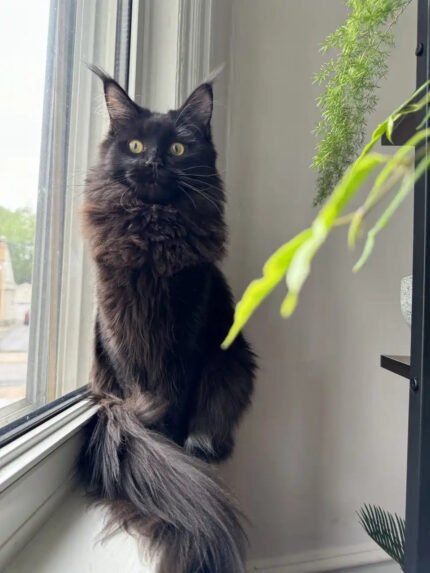 Prada | Maine Coon Kitten