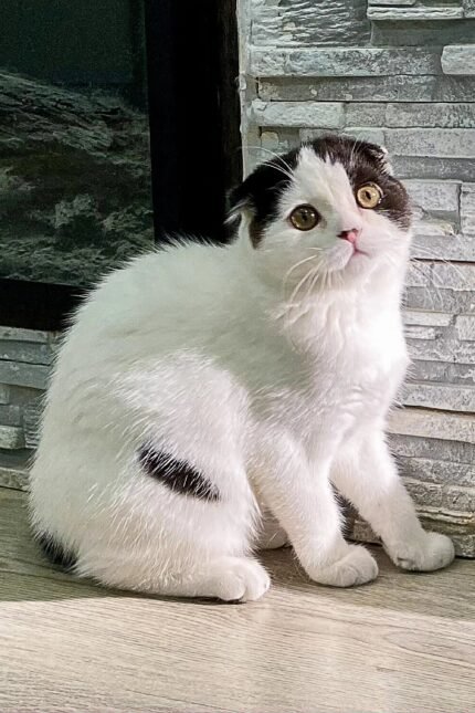 Prada | Scottish Fold Kitten
