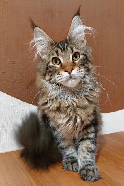 Qay | Maine Coon Kitten
