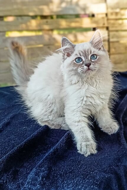 Qiana | Siberian Kitten