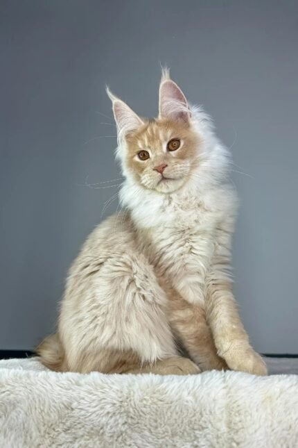 Quade | Maine Coon Kitten