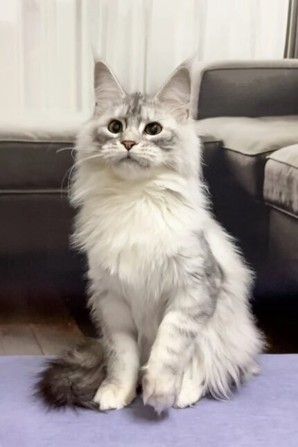 Quanta | Maine Coon Kitten