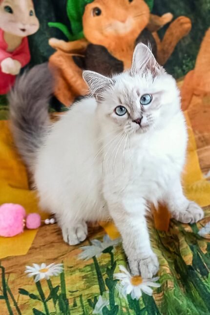 Que | Siberian Kitten