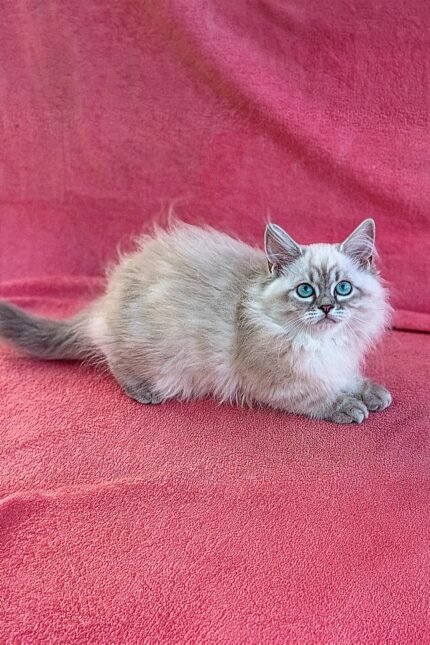Quee | Siberian Kitten