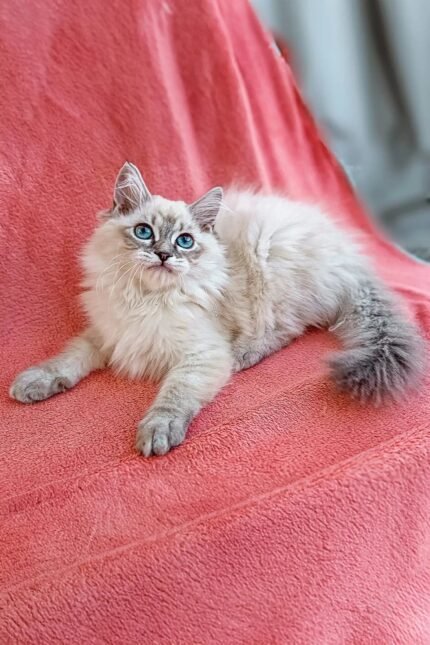 Quence | Siberian Kitten