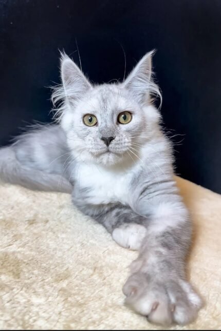Quest | Maine Coon Kitten