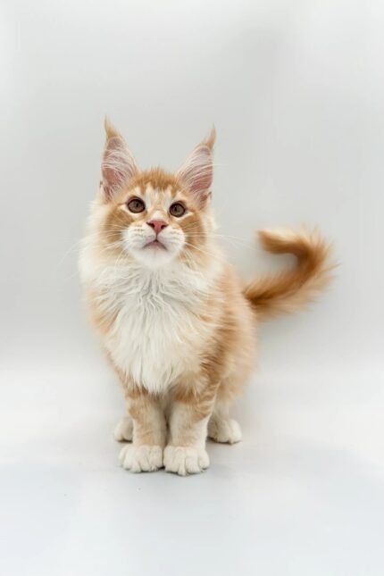 Quilt | Maine Coon Kitten