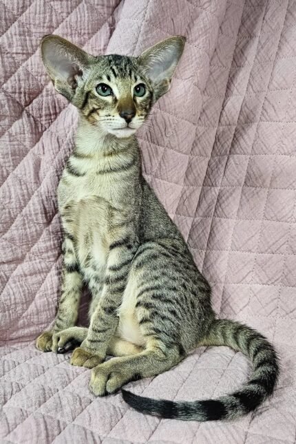Quirky | Oriental Shorthair Kitten