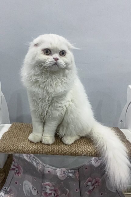 Quistell | Scottish Fold Longhair Kitten