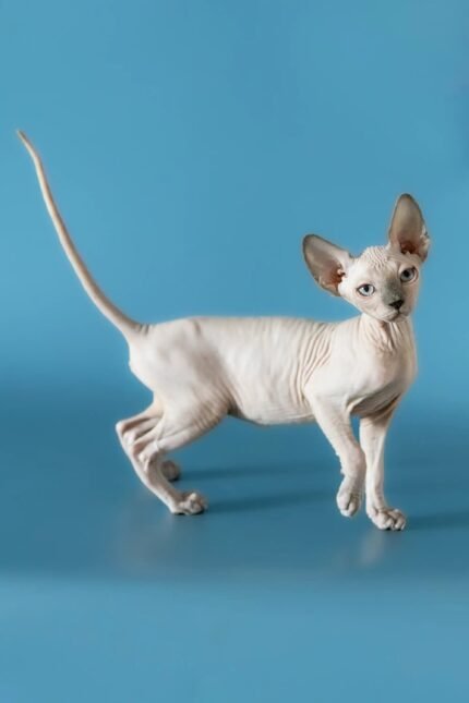 Rado | Canadian Sphynx Kitten