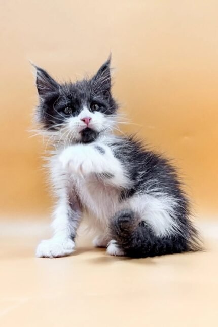 Rafael | Maine Coon Kitten
