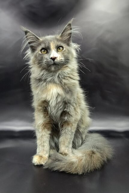 Ramilya | Maine Coon Kitten