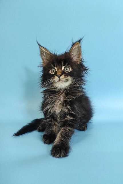 Rayan | Maine Coon Kitten