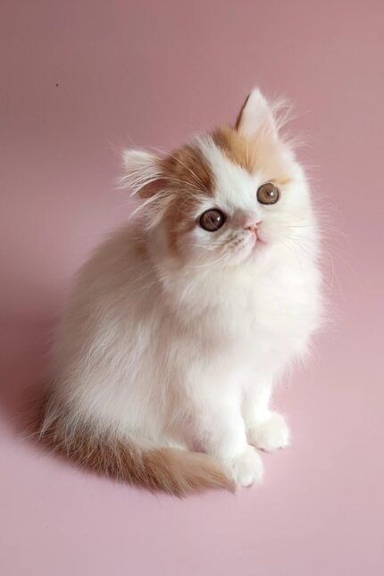 Raymond | Scottish Straight Kitten