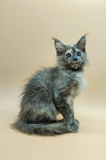 Regina | Maine Coon Kitten