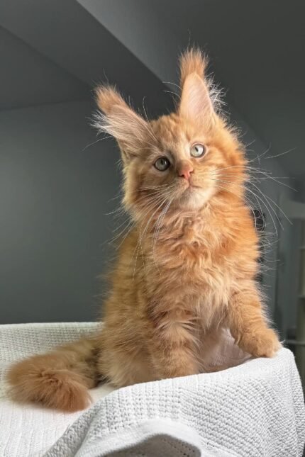 Ricardo | Maine Coon Kitten