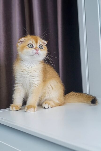 Rice | Scottish Fold Kitten