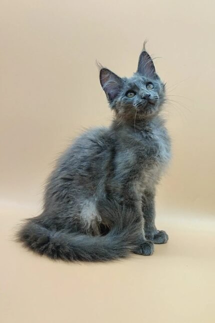 Rich | Maine Coon Kitten