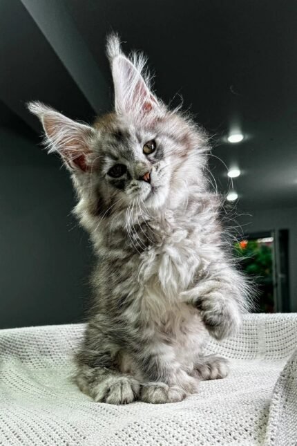 Richard | Polydactyl Maine Coon