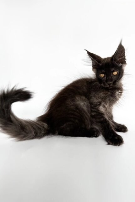Rim | Maine Coon Kitten