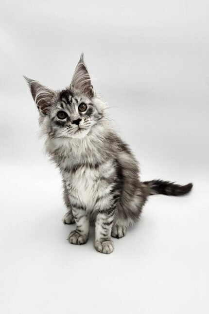 Riply | Maine Coon Kitten