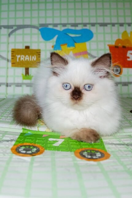 Risha | Scottish Straight Kitten