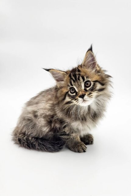 Robby | Maine Coon Kitten