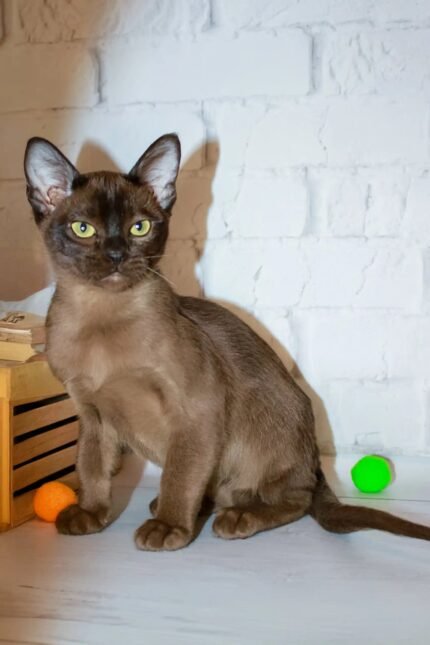 Rona | Burmese Kitten