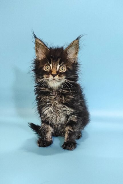 Rosalina | Maine Coon Kitten