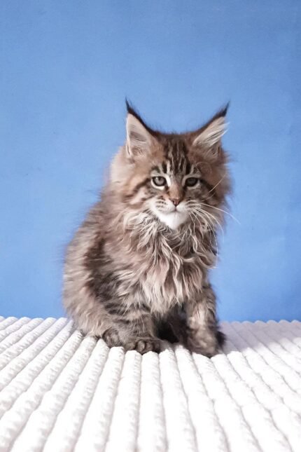 Rosanella | Maine Coon Kitten