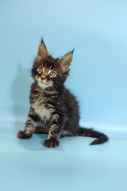Ross | Maine Coon Kitten
