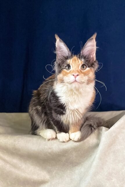 Roxana | Maine Coon Kitten