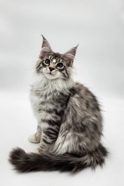 Runa | Maine Coon Kitten