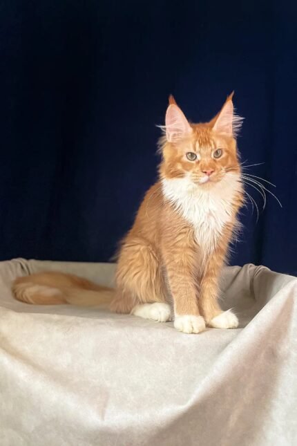 Ruslan | Maine Coon Kitten