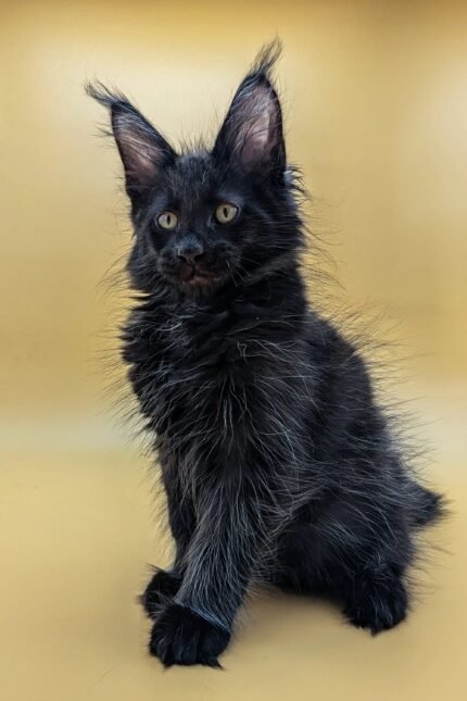 Sam | Maine Coon Kitten