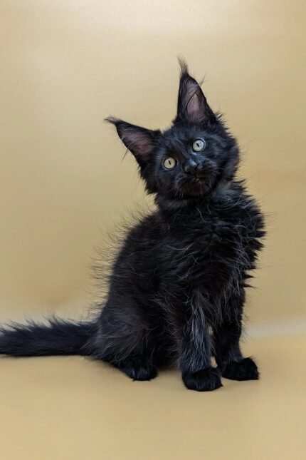 Saman | Maine Coon Kitten