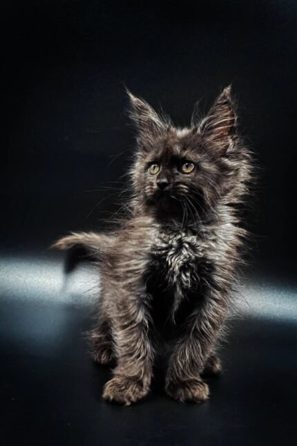 Samira | Maine Coon Kitten