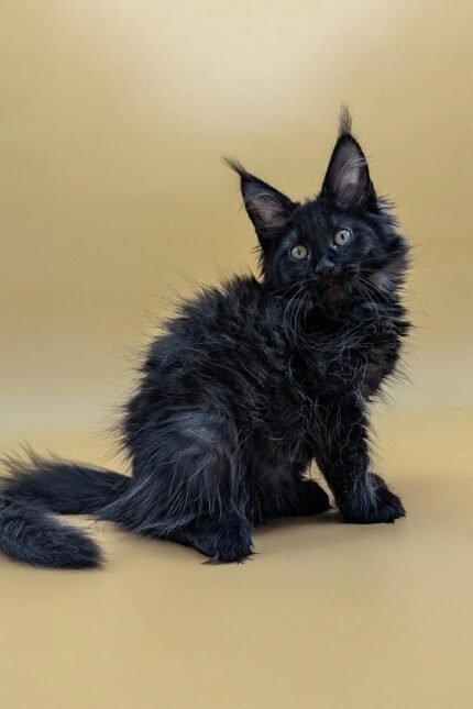 Samya | Maine Coon Kitten