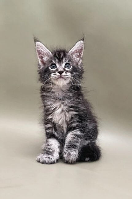 Sandal | Maine Coon Kitten