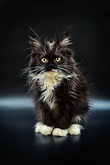 Santa | Maine Coon Kitten